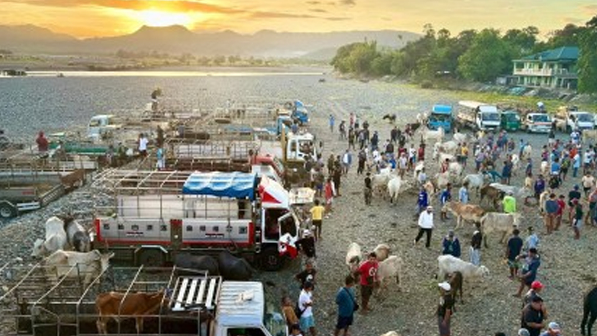 Batac City Revives ‘Dayo’ Livestock Auction Market June 21